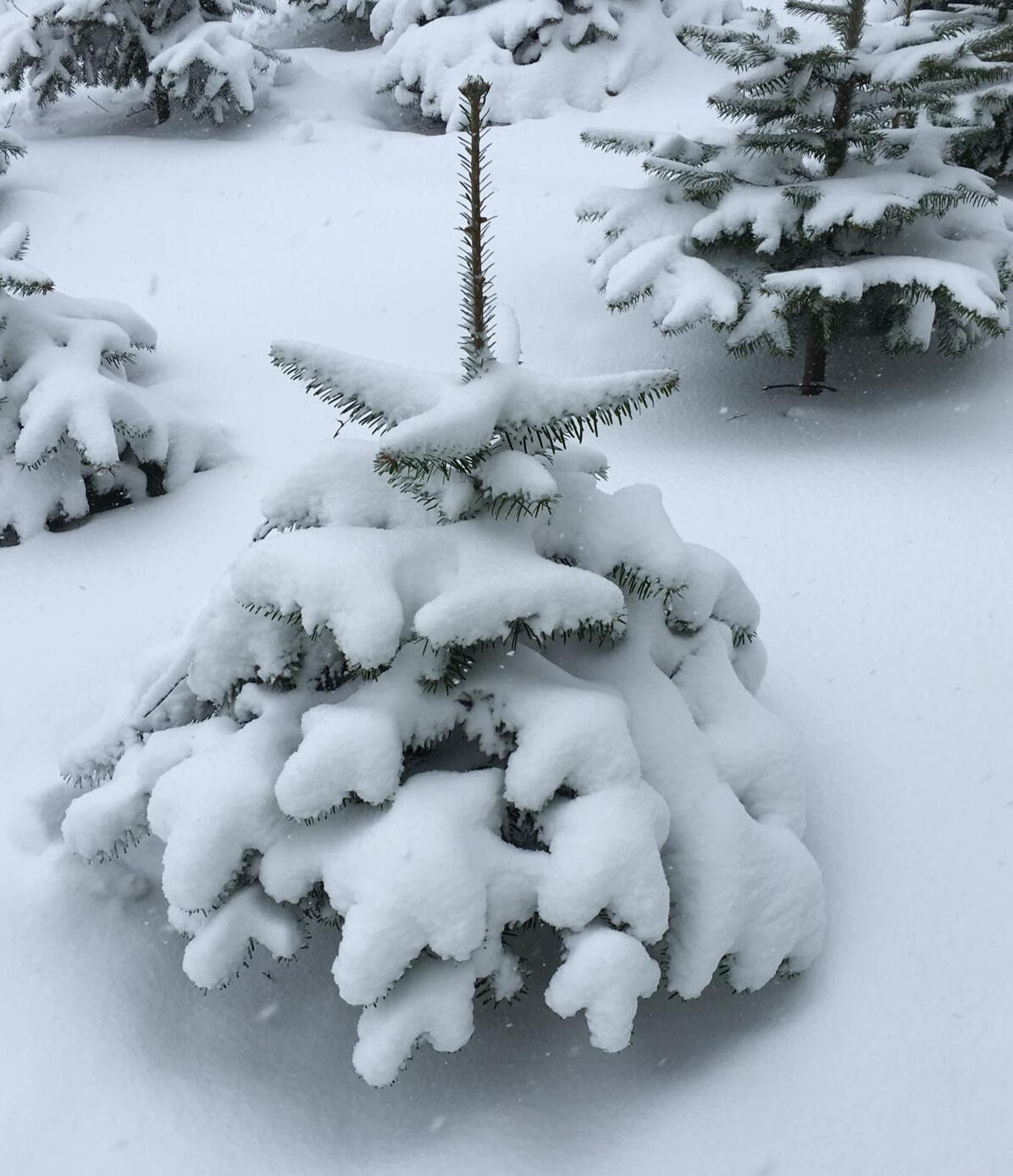 Snow covered Christmas tree